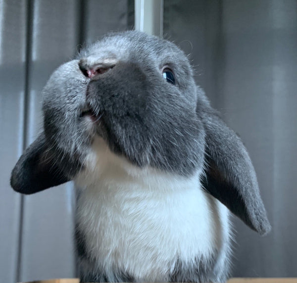 The Nose Knows The Fascinating Anatomy of a Rabbit's Sniffer Well