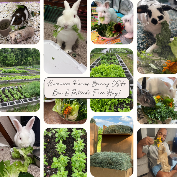 Fresh Farm Greens CSA (LOCALS ONLY)