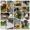 Fresh Farm Greens CSA (LOCALS ONLY)