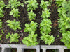 Fresh Farm Greens CSA (LOCALS ONLY)