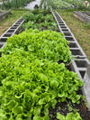 Fresh Farm Greens CSA (LOCALS ONLY)
