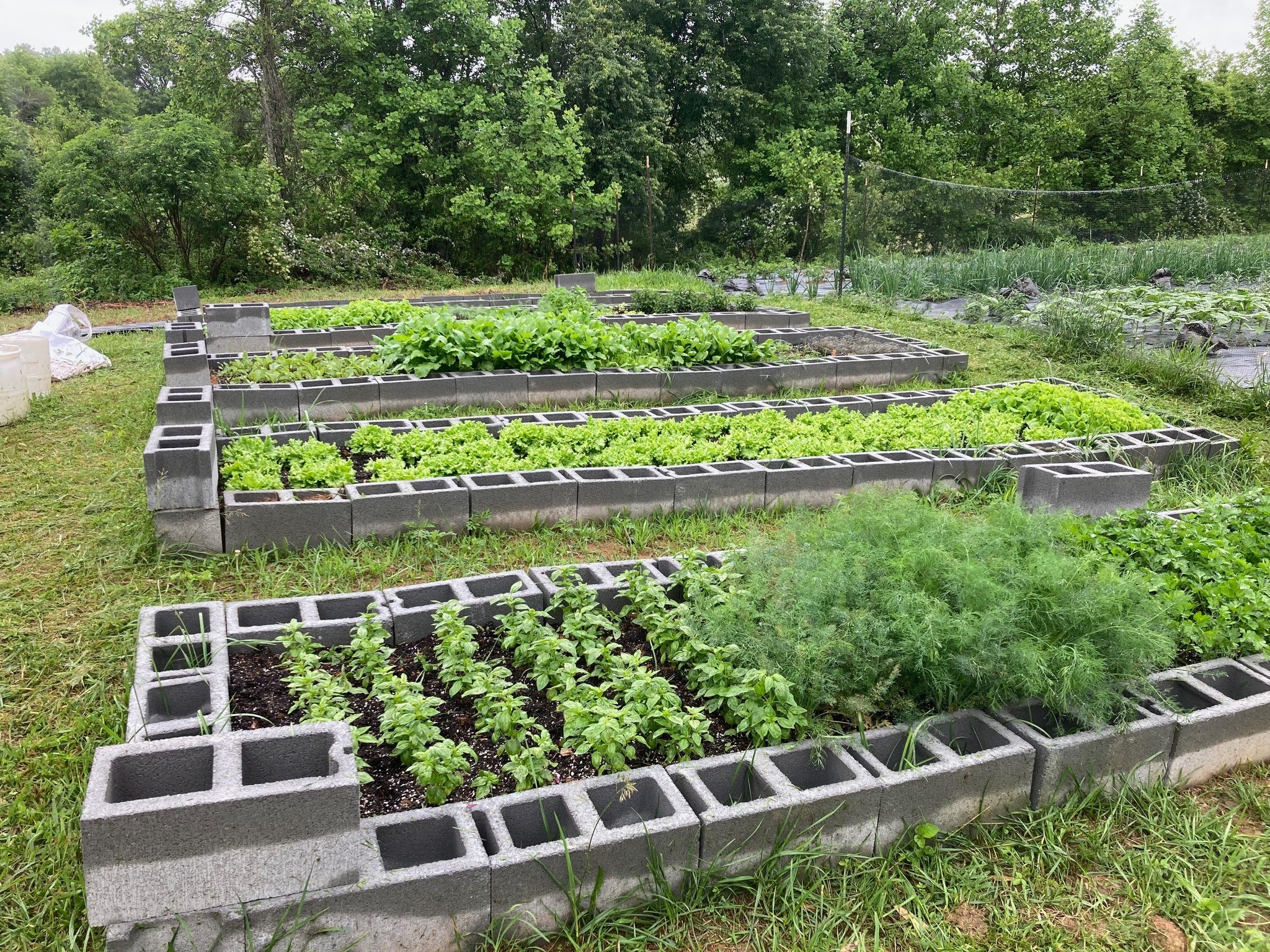 Fresh Farm Greens CSA (LOCALS ONLY)