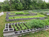 Fresh Farm Greens CSA (LOCALS ONLY)