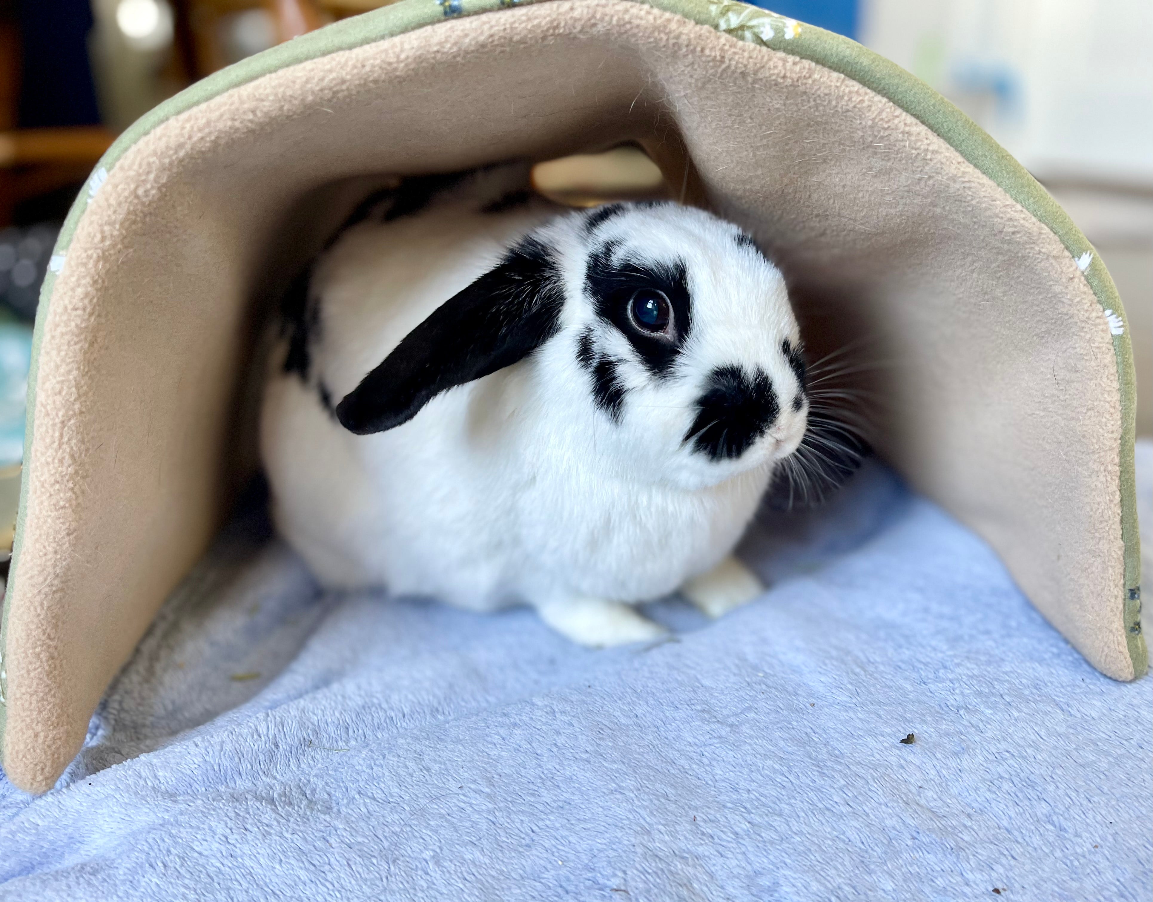 Hop n' Hide Tunnel