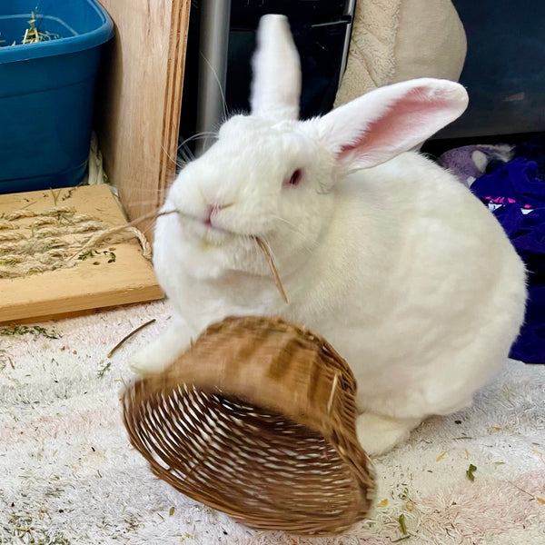Willow Bowl