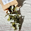 Willow Leaves