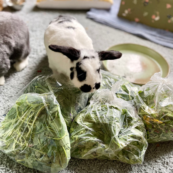 Fresh Farm Greens CSA (LOCALS ONLY)