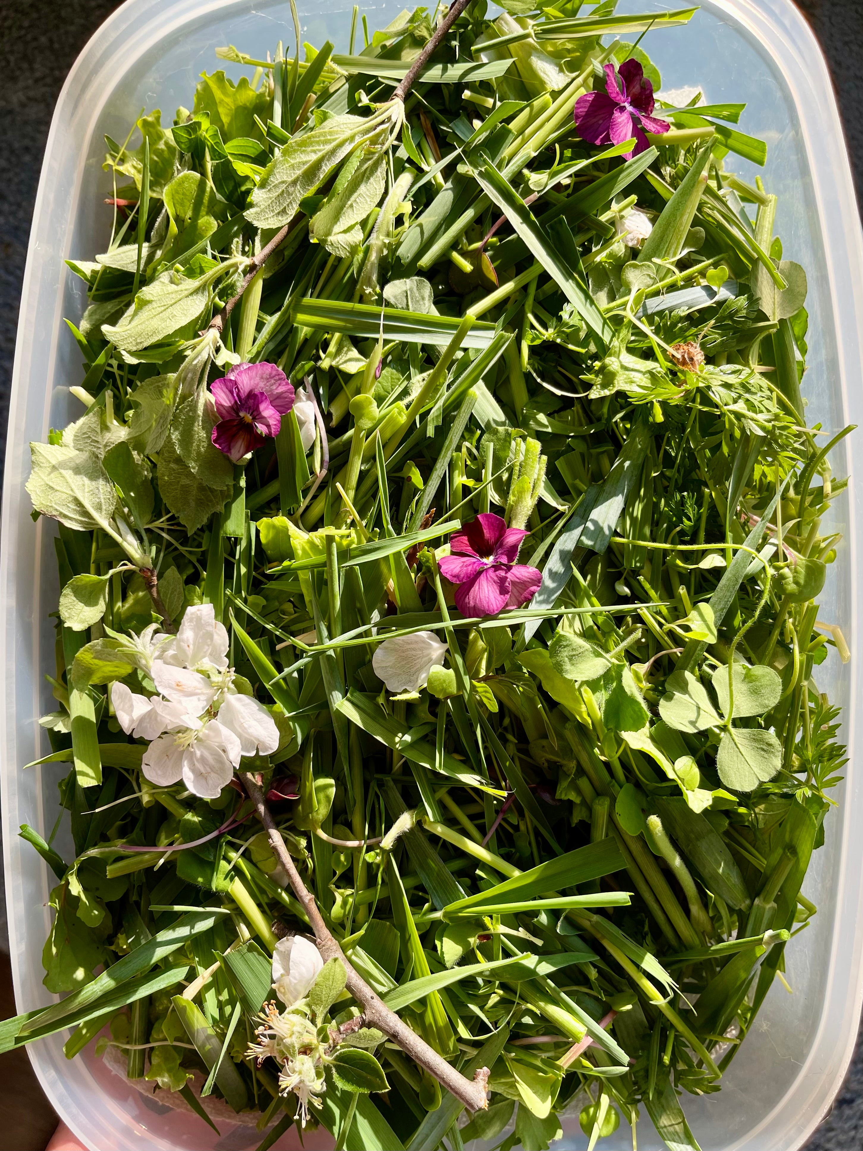Fresh Farm Greens CSA (LOCALS ONLY)