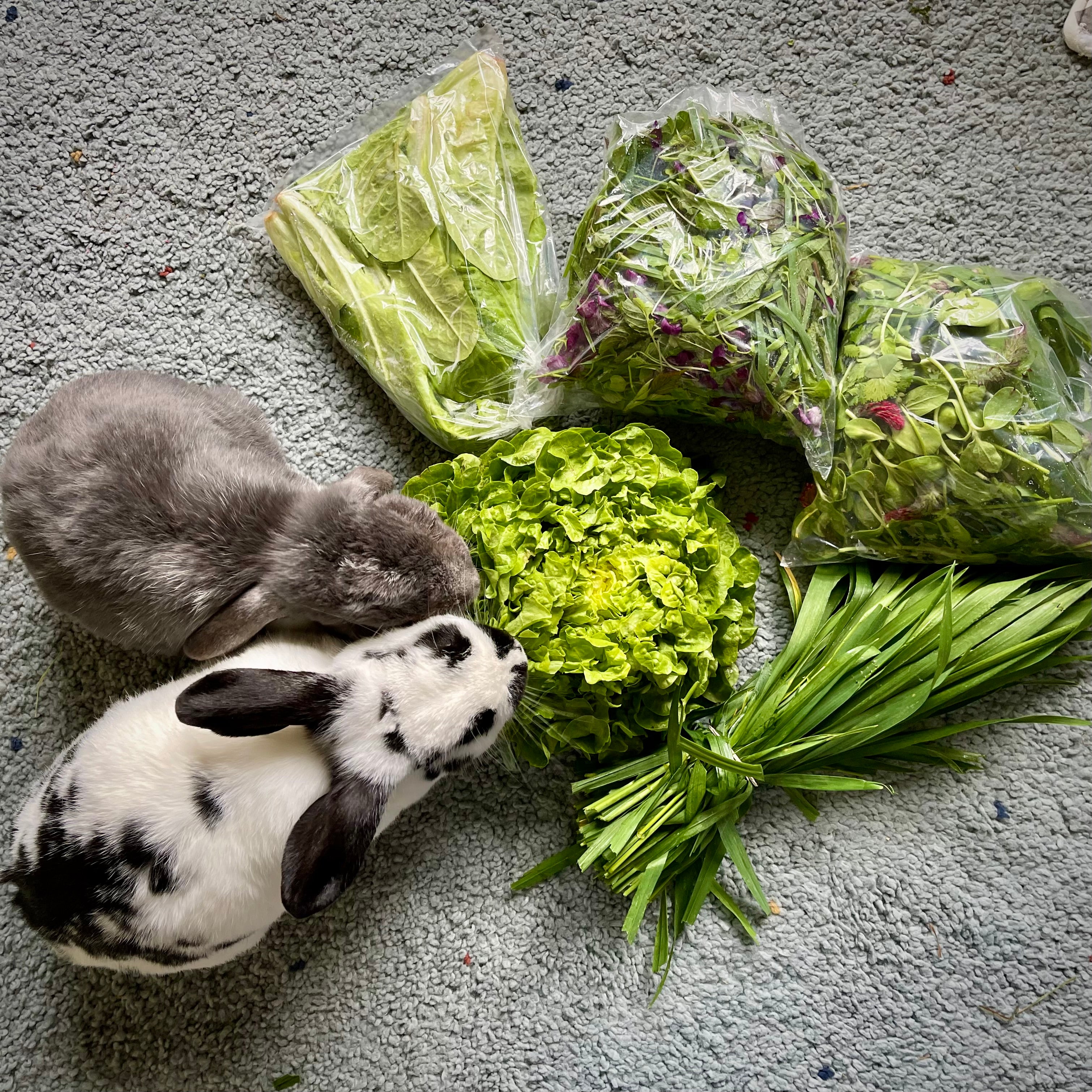 Fresh Farm Greens (LOCALS ONLY)