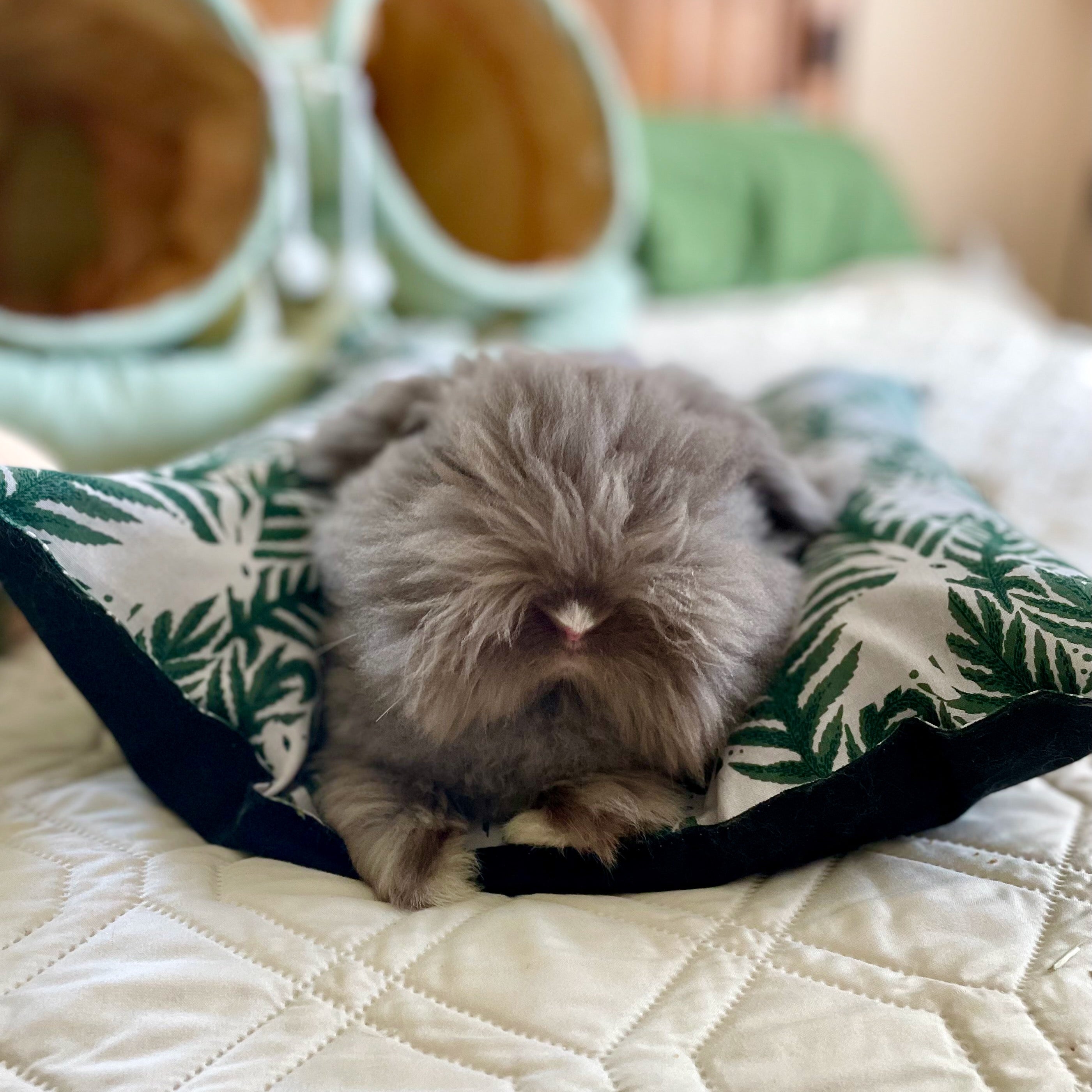 Hop n' Flop Bed – Full Set (Cushion + Cover)