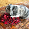 NEW! EnrichMat™ - Handmade Snuffle Mat