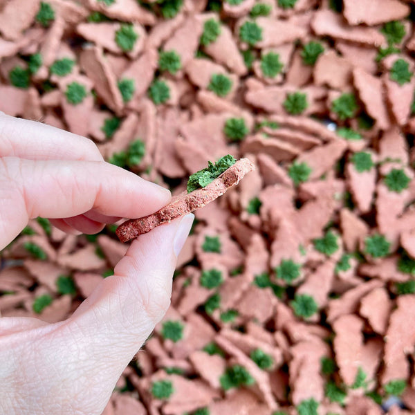 Carrot & Dill Digestives