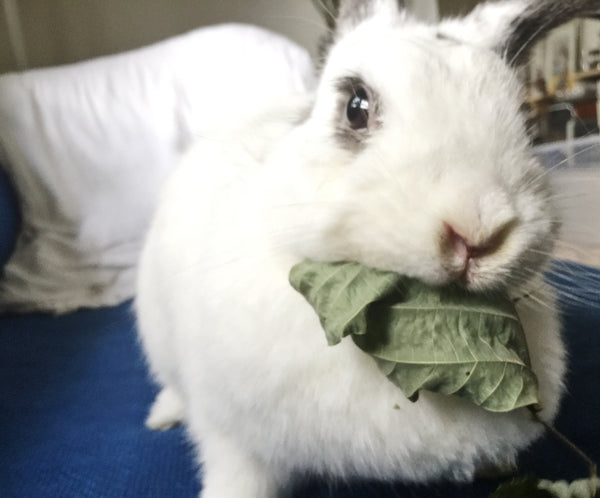 Thumper's Kudzu Chips