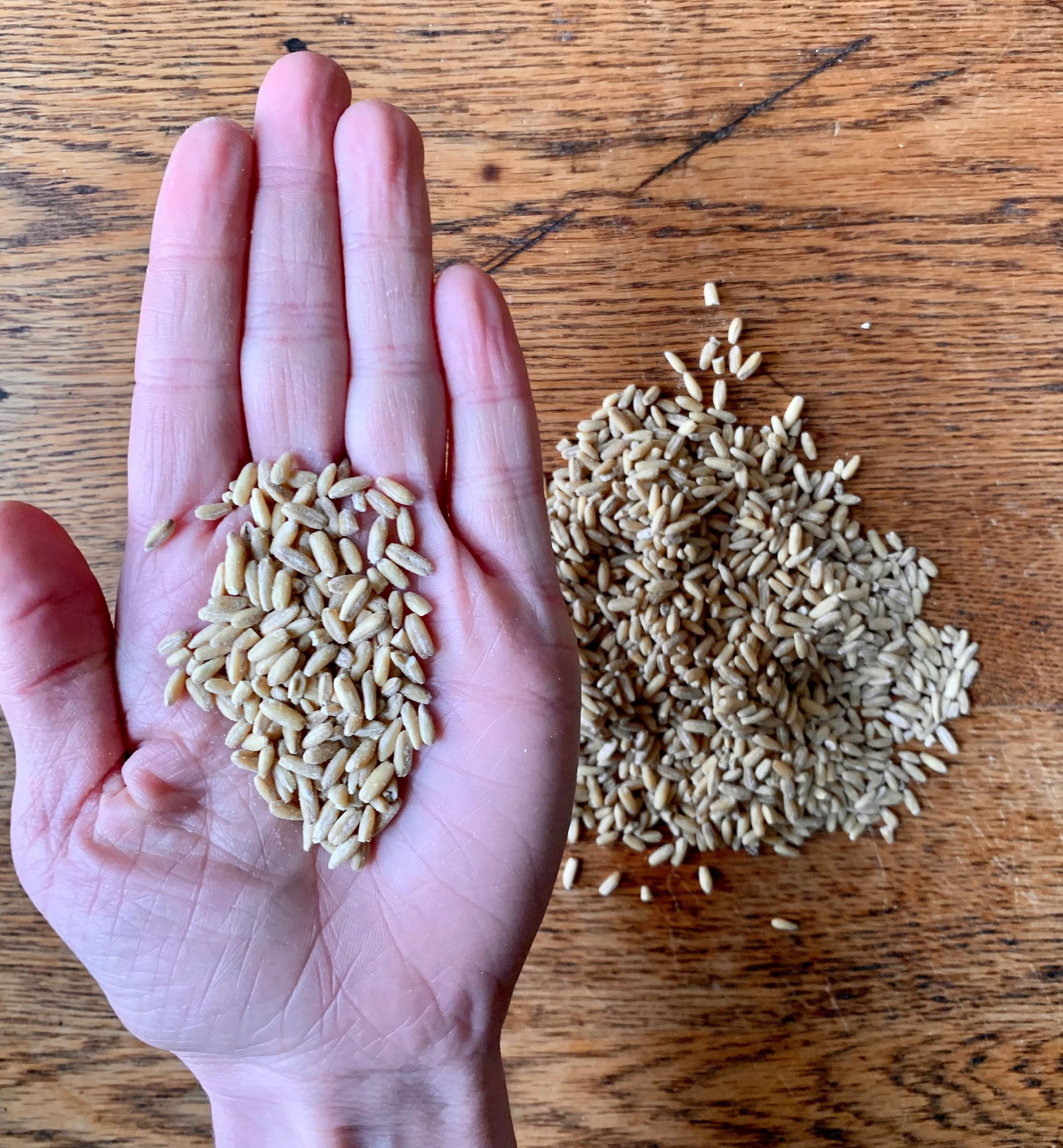 Oat Groat Bites | encourages eating, healthy weight-gain boost | 12 oz | Healthy Organic Treats for Rabbits, Guinea Pigs & Other Small Pets