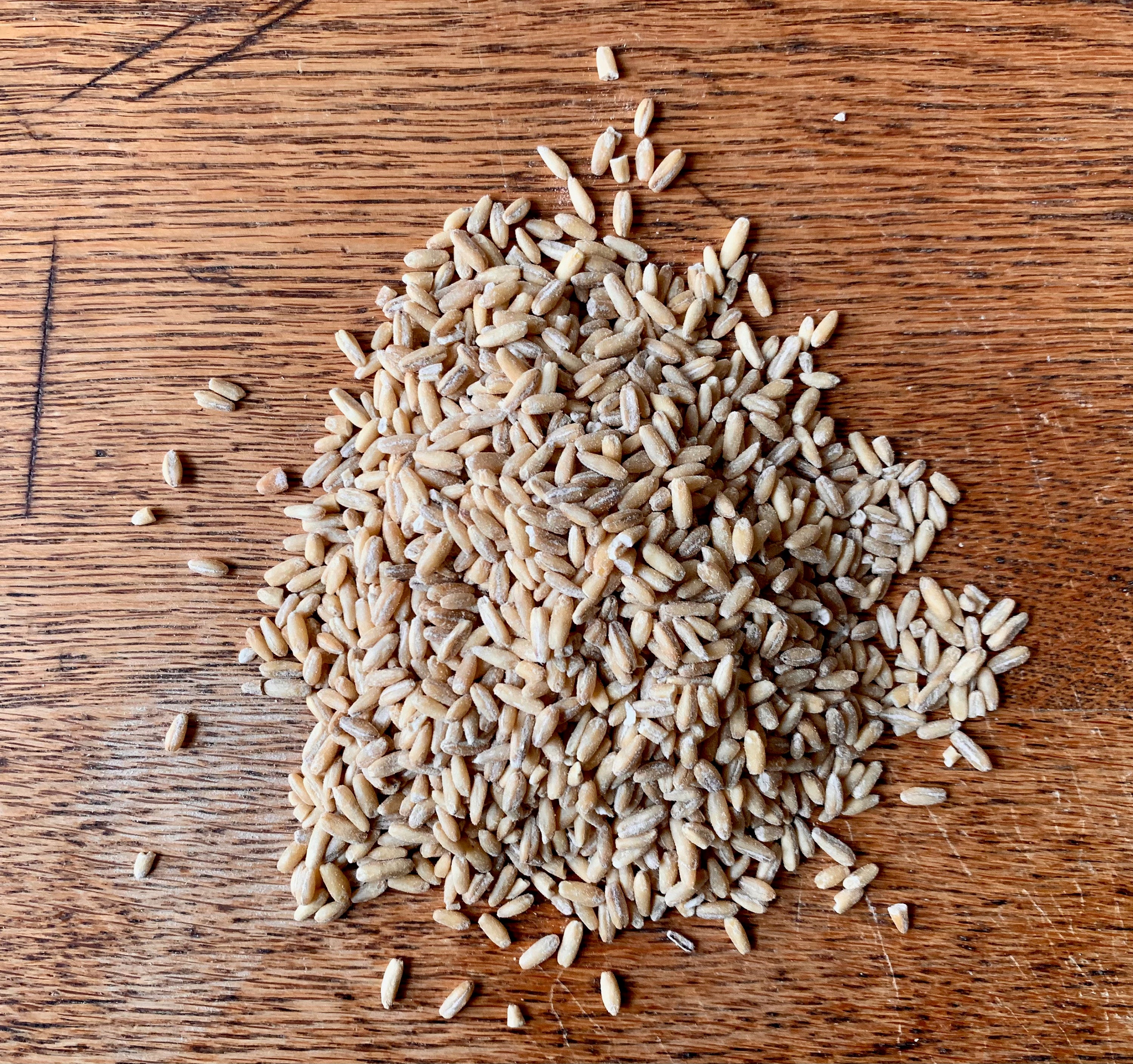 Oat Groat Bites | encourages eating, healthy weight-gain boost | 12 oz | Healthy Organic Treats for Rabbits, Guinea Pigs & Other Small Pets