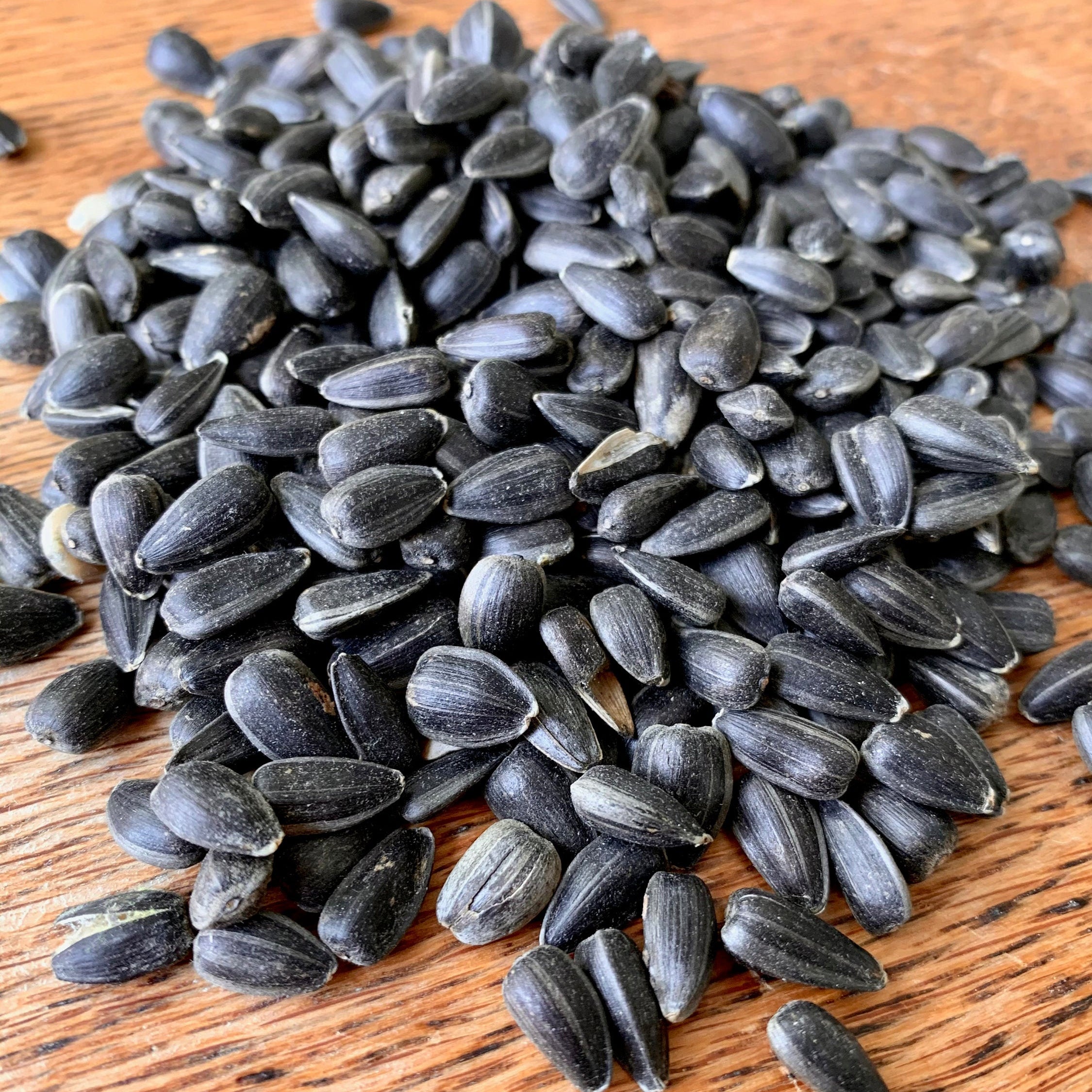 organic black oil sunflower seeds for planting Organic Black Oil Sunflower Seeds