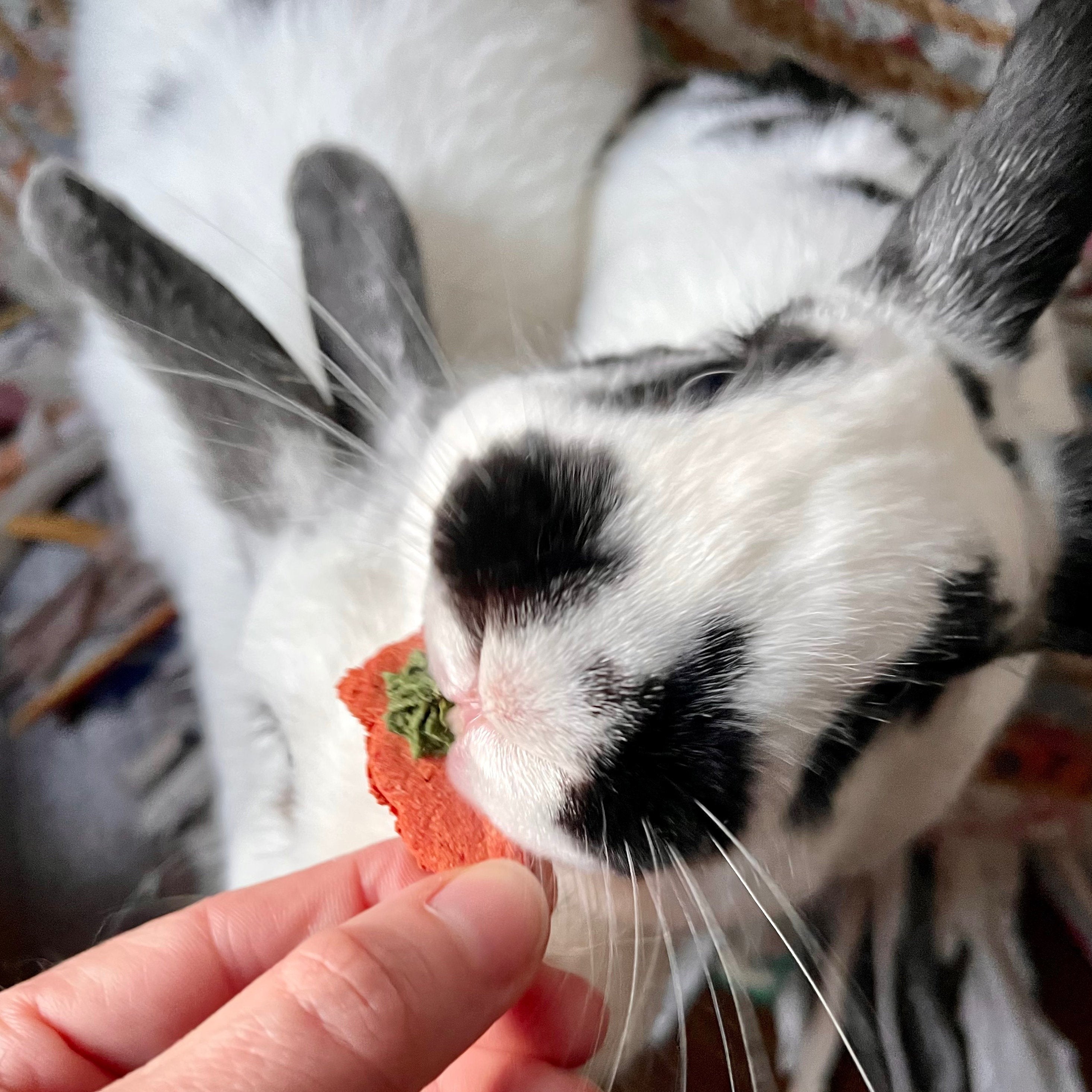 Carrot & Dill Biscuits