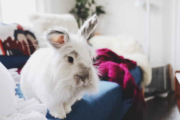 Rabbit Care 101: Everything You Need to Know Before and After Bringing Your Rabbit Home