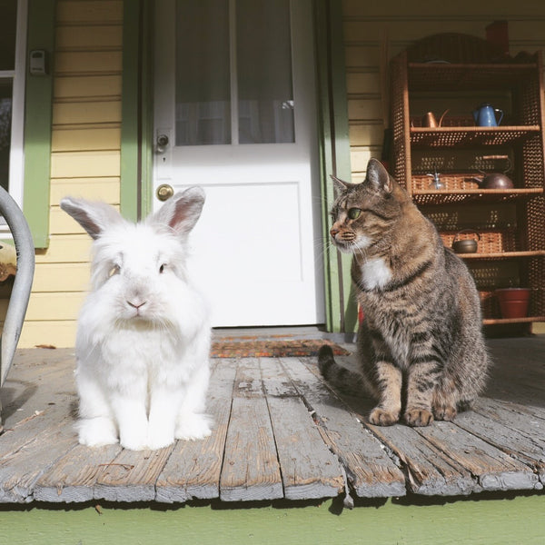 Beat the Heat: Keeping Your Rabbit Cool This Summer