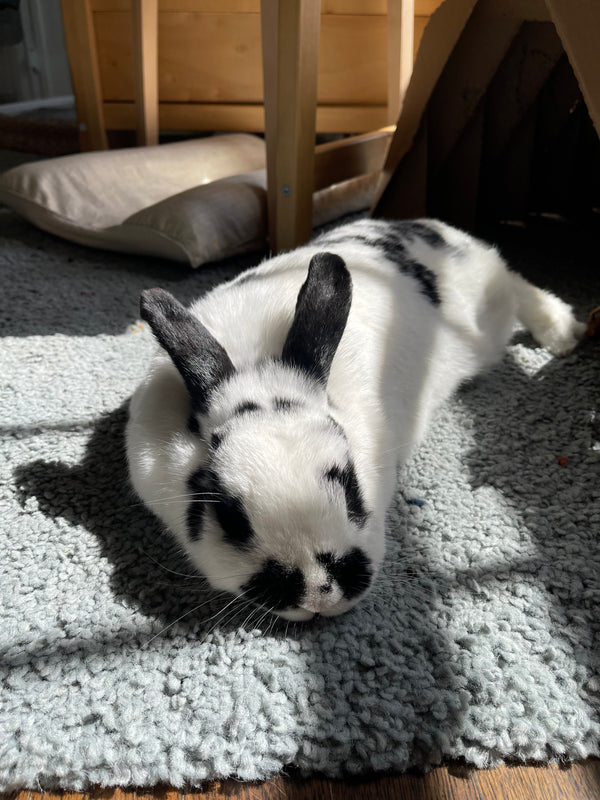 Beat the Heat: Keeping Your Rabbit Cool This Summer