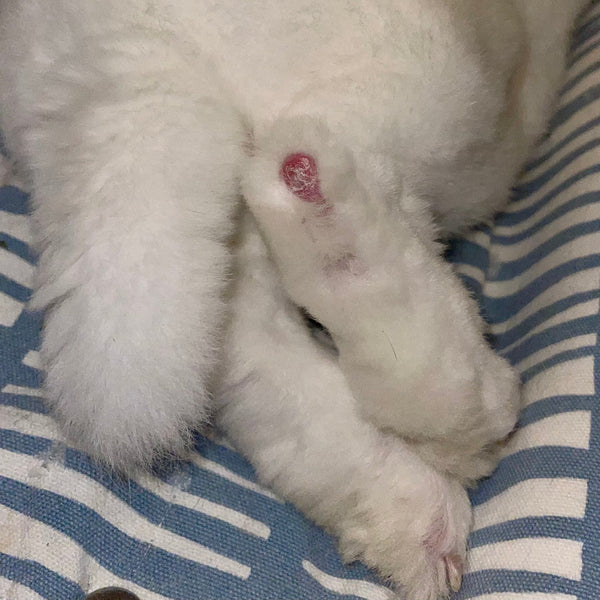 Pododermatitis Rabbit Hock Health & Wellness