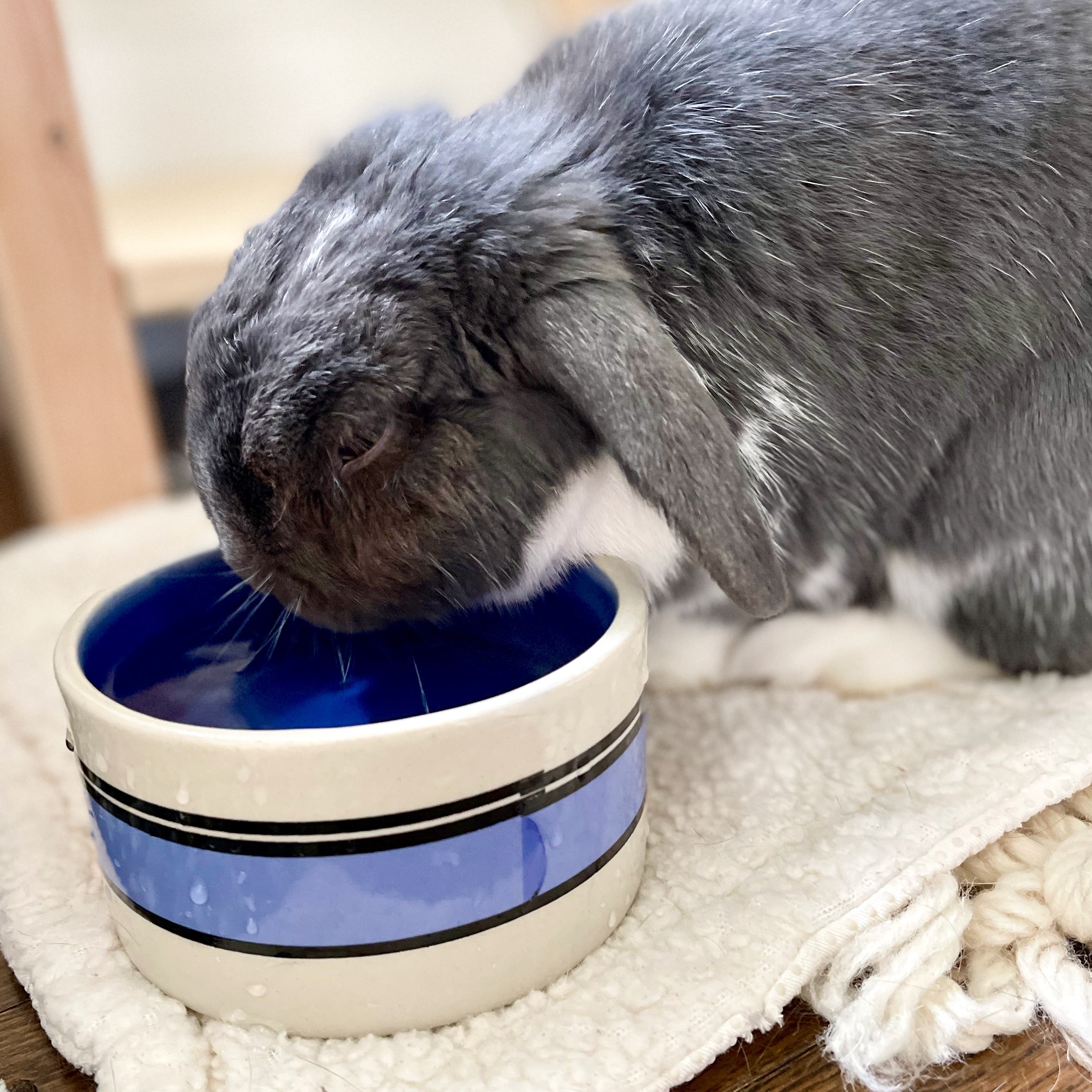Blue Rabbit Water Water Bowl vs Water Bottle for Rabbits: Which Is Better?