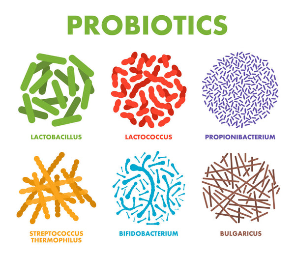 Love Bugs: How Probiotics and Prebiotics Can Keep Your Rabbit Healthy