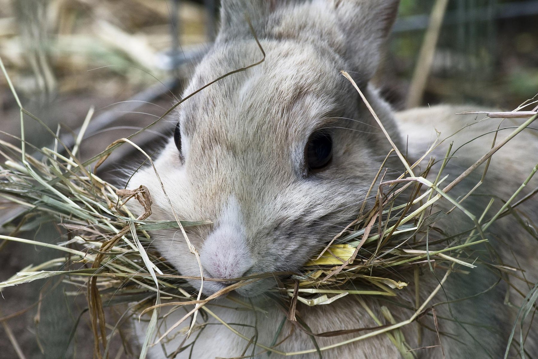 Auricles Rabbit Beyond Timothy: Exploring the Wide World of Hay for Your Rabbit