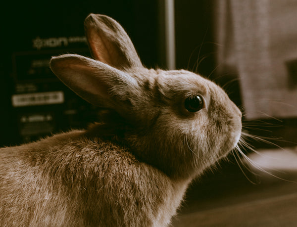 Bunny Bloating: How to Relieve Your Rabbit's Gas Pain