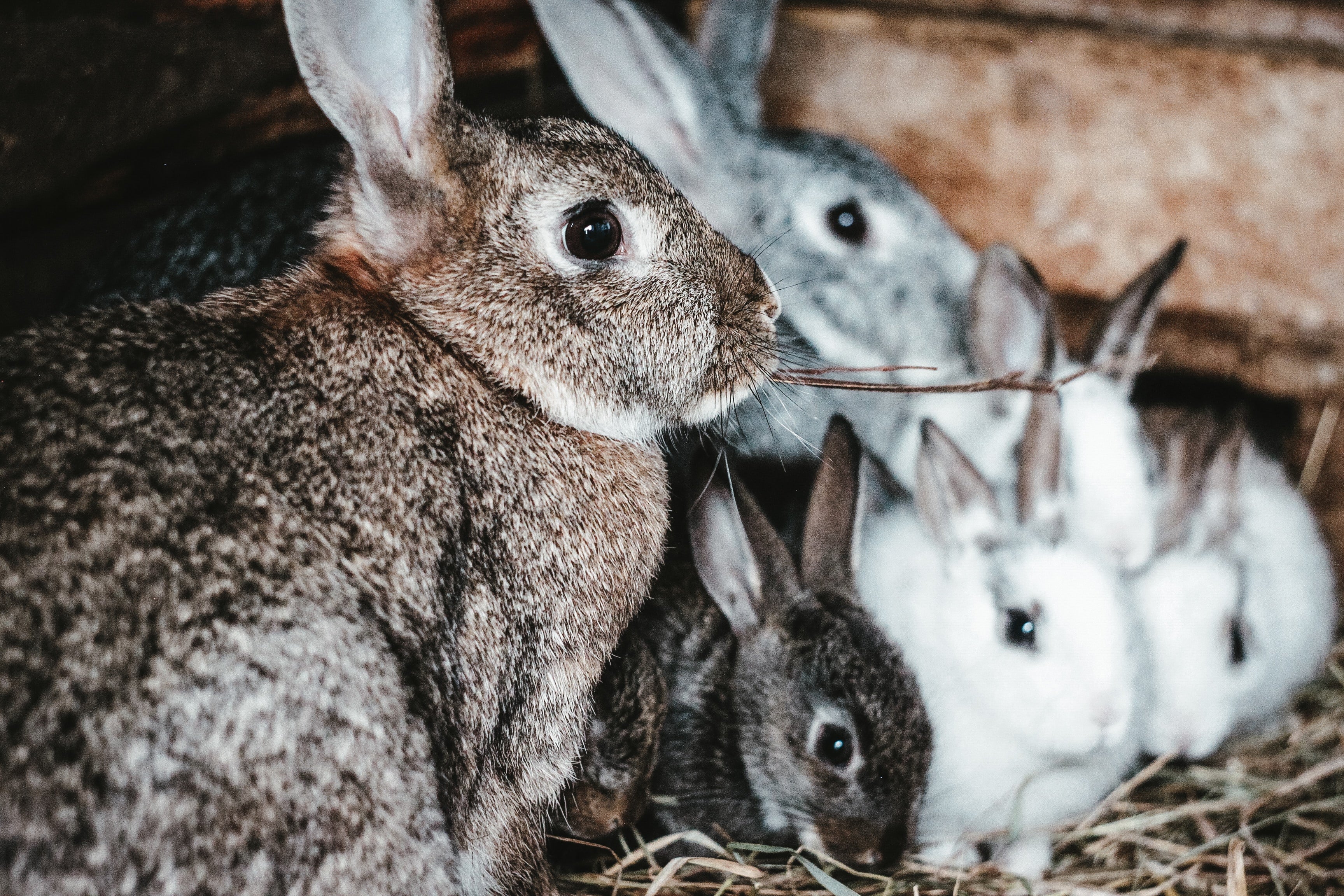 Rabbits And Periods: The Shocking Truth! - amgey8m