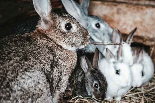 The Shocking Truth About Breeding Rabbits - and Why It Needs to Stop