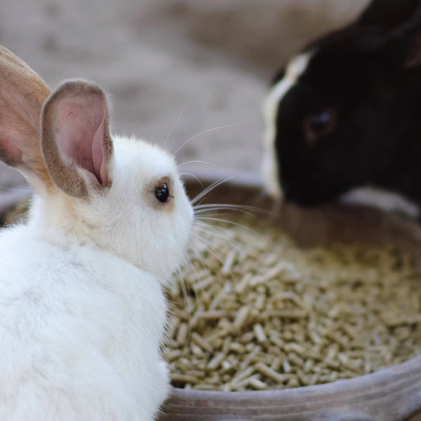 two rabbits eating a bowl of pellets