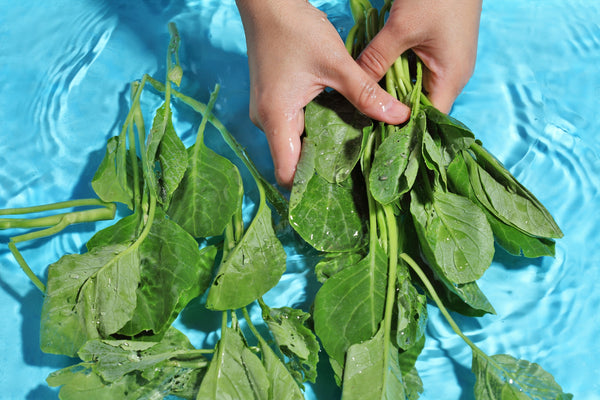 The Ultimate Guide to Washing and Storing Greens & Herbs for Your Rabbit