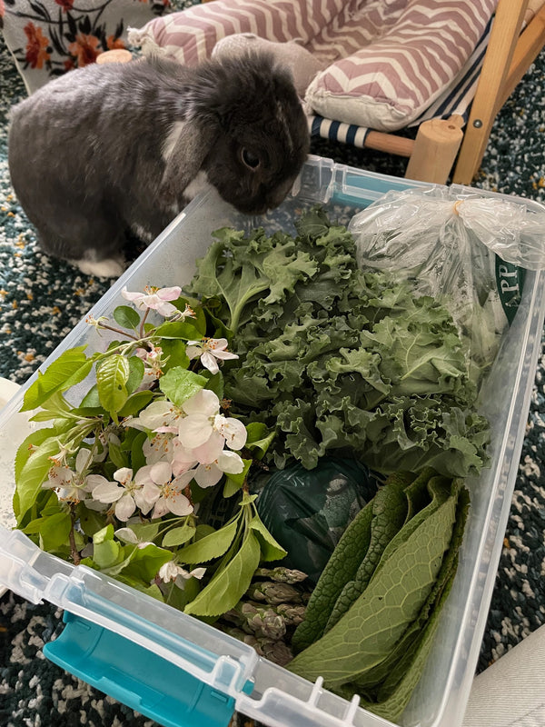 Bunny CSA (LOCALS ONLY)