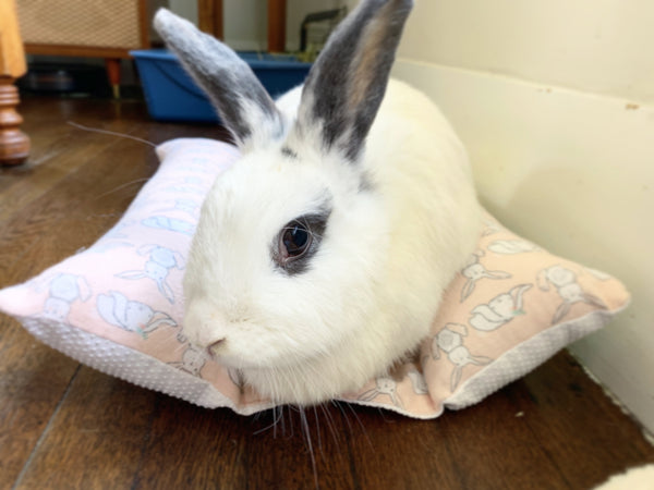 Hop n' Flop® Memorial Bed (FREE - shipping only)