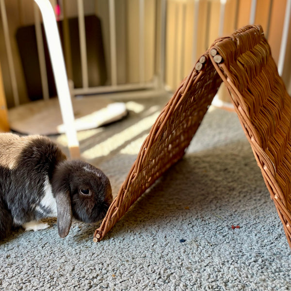 Willow Hideaway Tent (foldable)