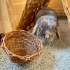Grapevine Basket (unpeeled)