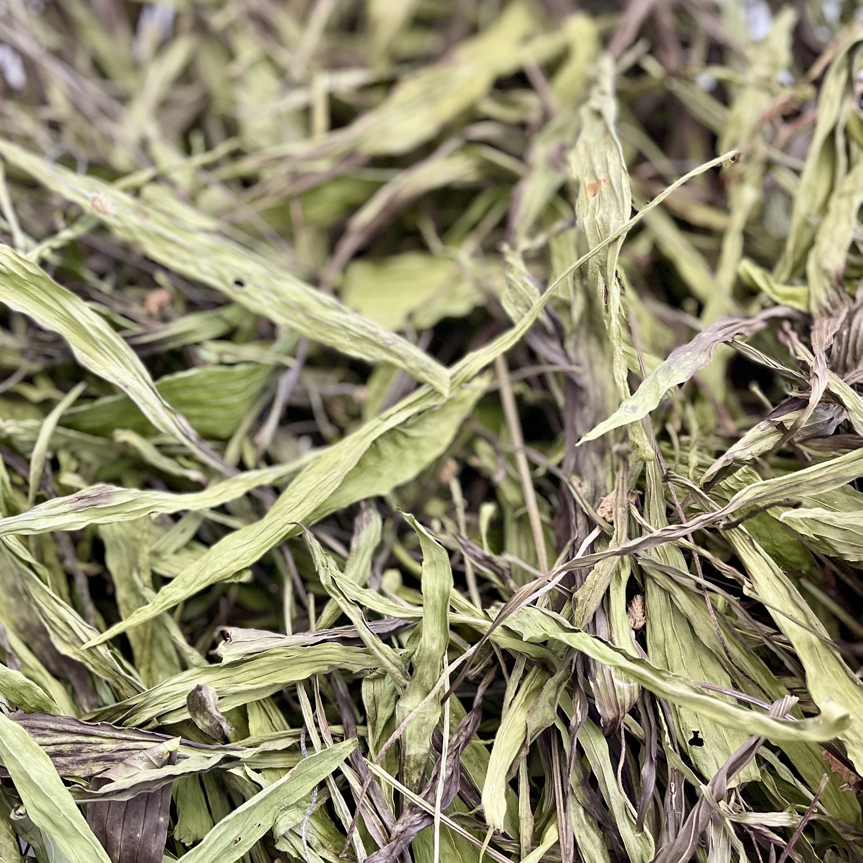 Organic Plantain Leaf - whole