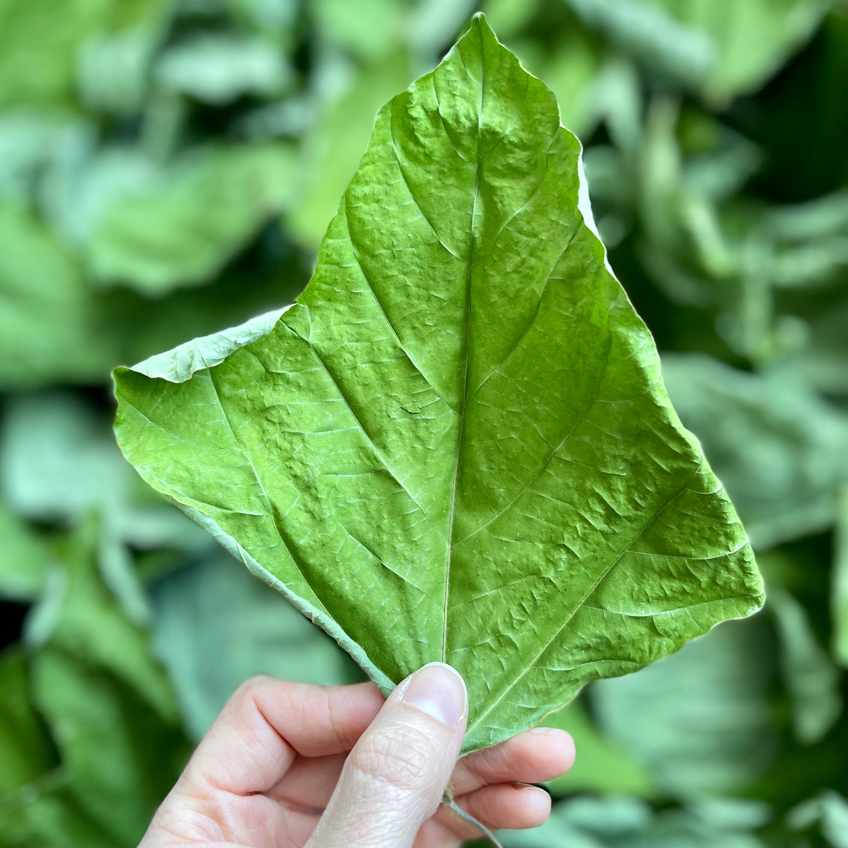 Thumper's Kudzu Chips