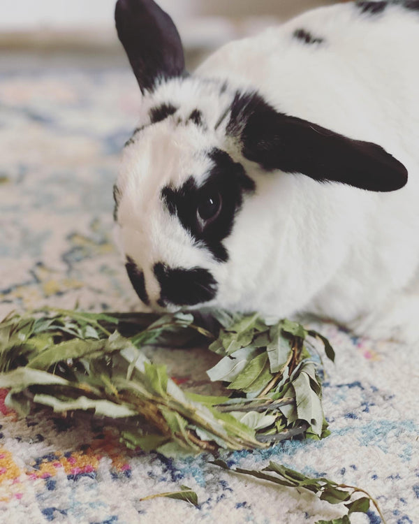 Willow Wreath