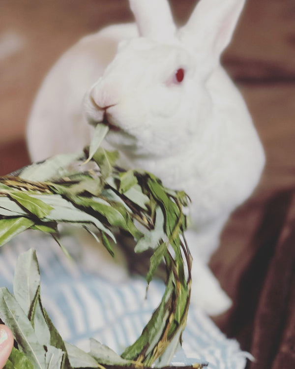 Willow Wreath