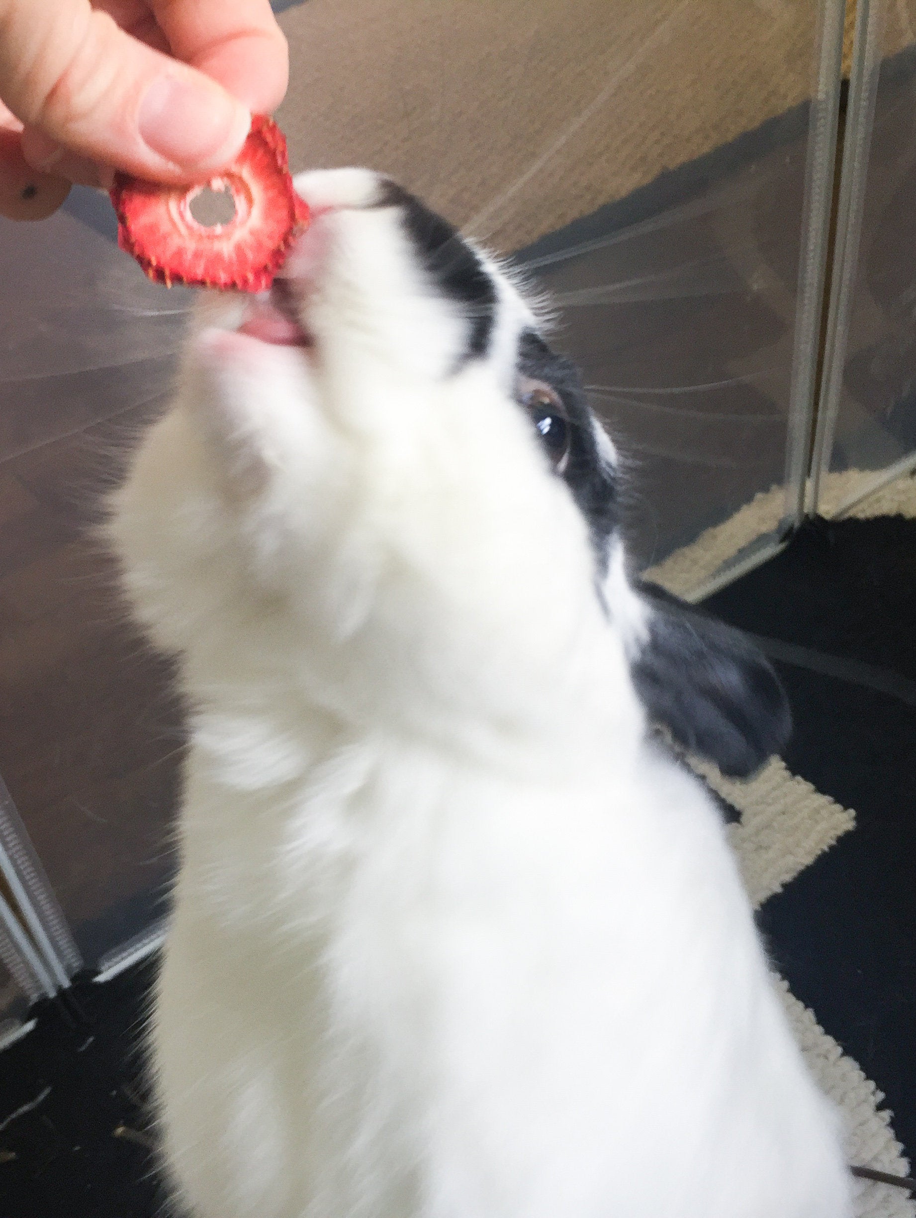 Strawberry Bites | antioxidants, vitamin C, and dietary fiber | 1 oz | Healthy Organic Treats for Bunny Rabbits, Guinea Pigs & Small Pets