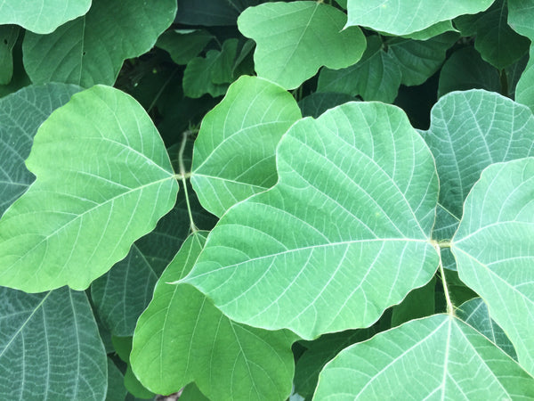 Thumper's Kudzu Chips 