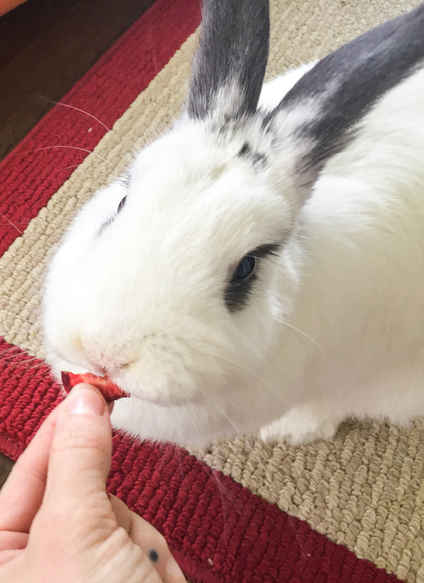 Strawberry Bites | antioxidants, vitamin C, and dietary fiber | 1 oz | Healthy Organic Treats for Bunny Rabbits, Guinea Pigs & Small Pets