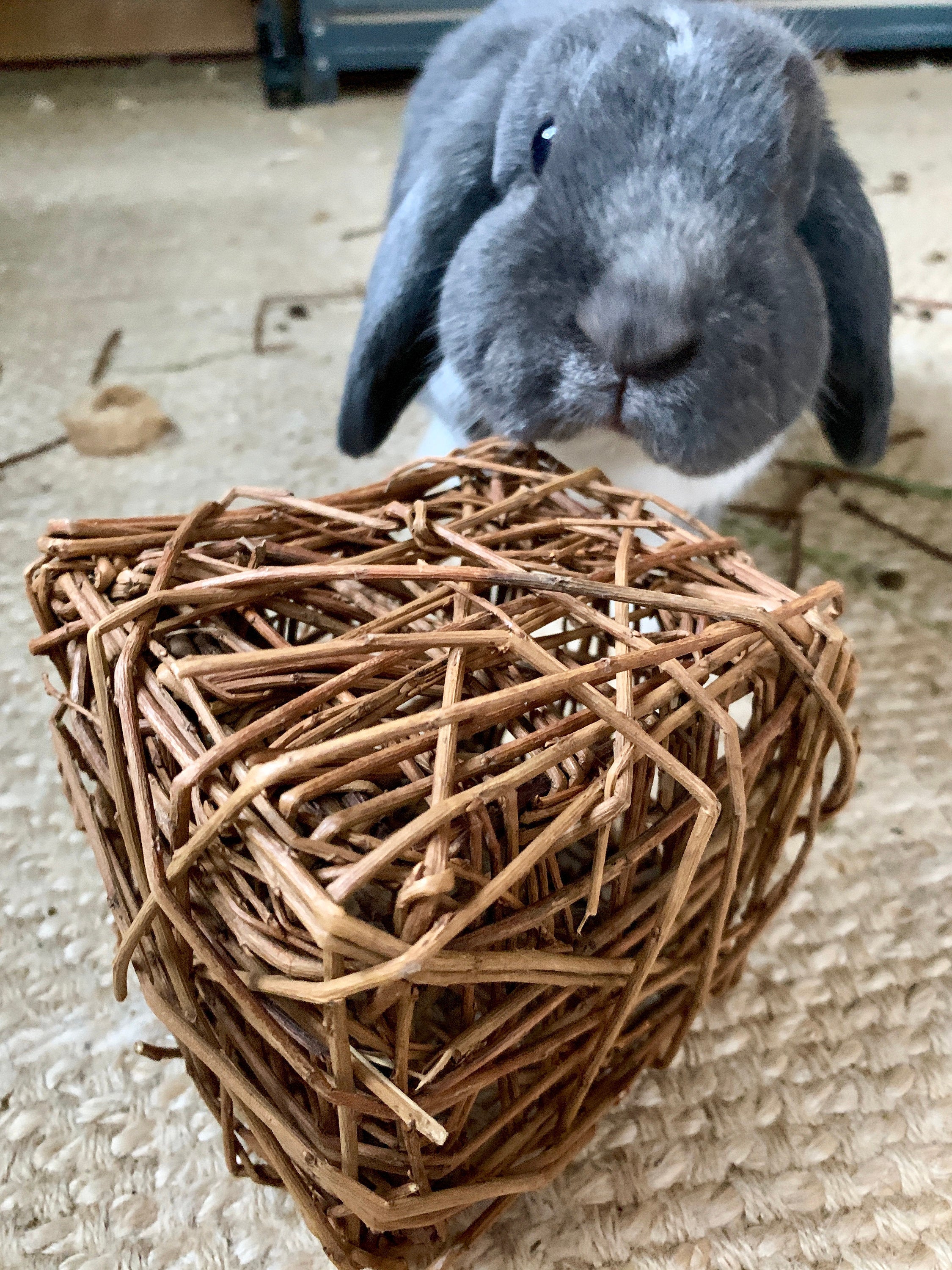 Willow Cube Chew Toy | Bunny Rabbit, Guinea Pig, Chinchilla, Small Pet Enrichment | Non-Toxic | Handmade