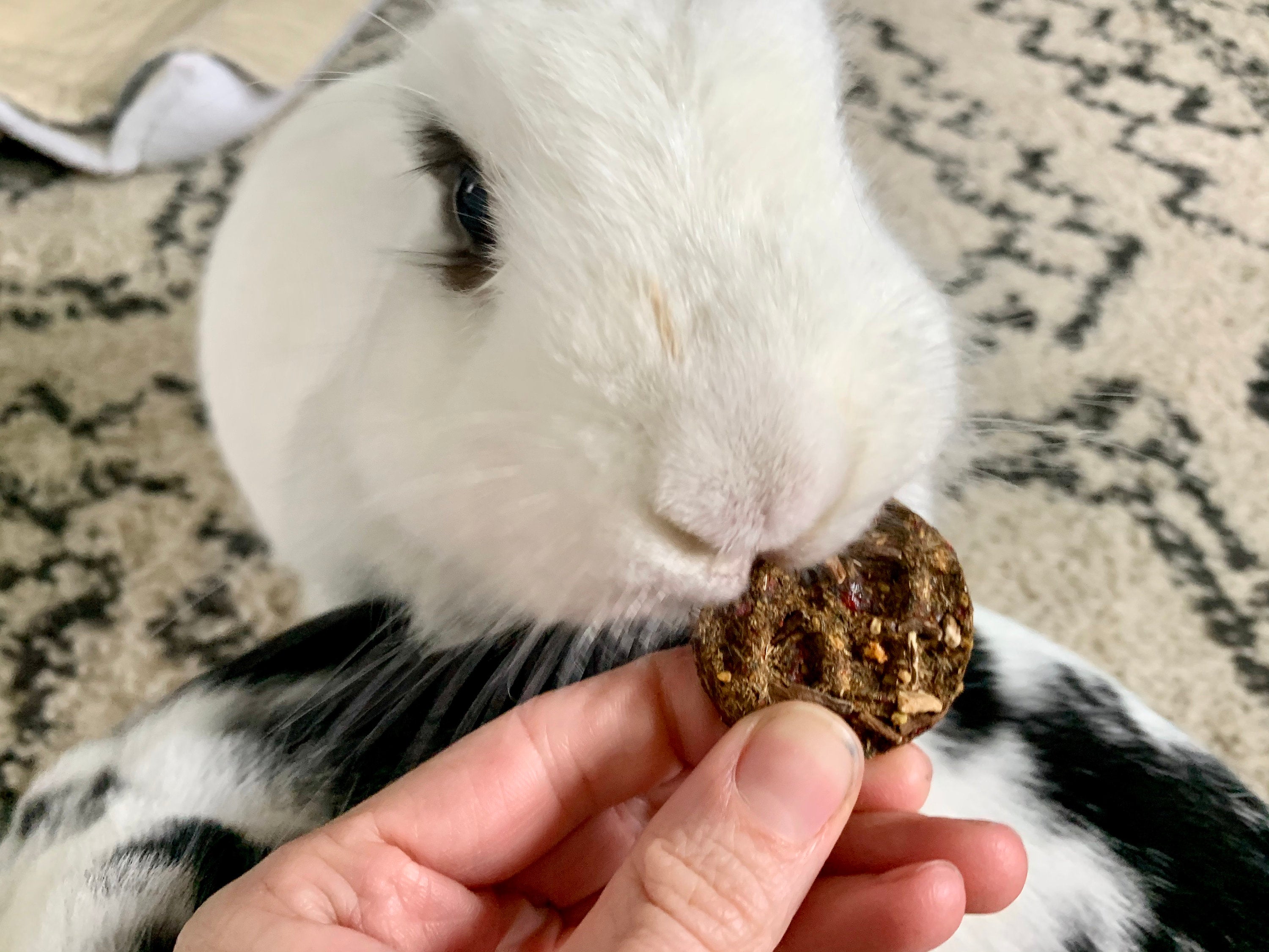 Mini Banana 'Nut' Waffles with Goji Berries | liver tonic, immune booster, high fiber | Organic Healthy Treat for Rabbits & Guinea Pigs