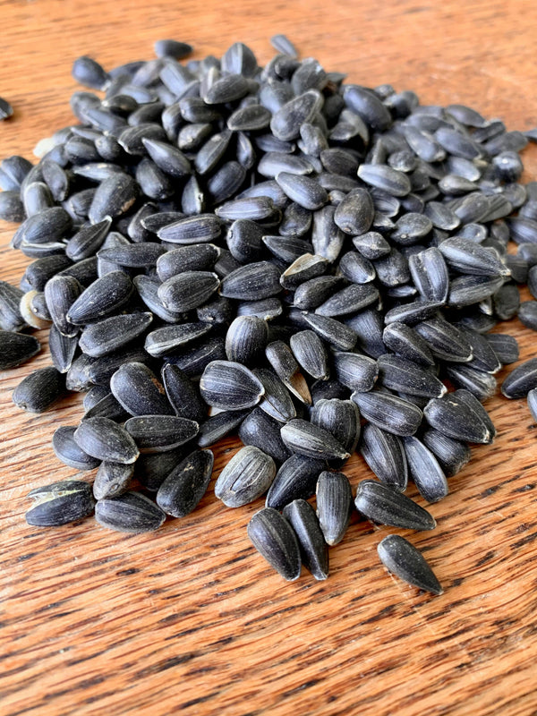 black oil sunflower seeds