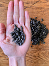 black oil sunflower seeds