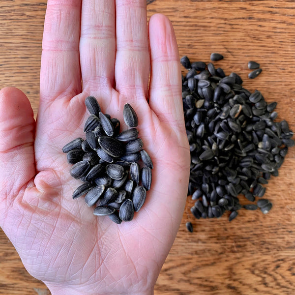 black oil sun flower seeds Organic Black Oil Sunflower Seeds