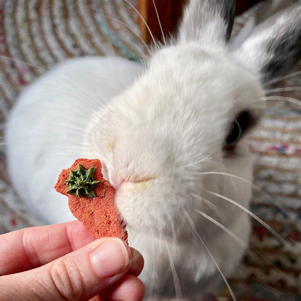 Carrot & Dill Biscuits 